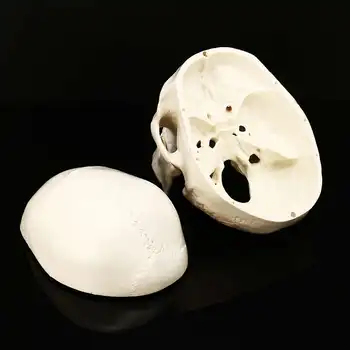 1:1 Anatomice Umane Anatomie Rășină Cap De Schelet, Craniu Model De Predare Detasabila Decor Acasă Rășină Craniu Uman Sculptura Statuie
