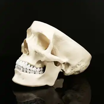 1:1 Anatomice Umane Anatomie Rășină Cap De Schelet, Craniu Model De Predare Detasabila Decor Acasă Rășină Craniu Uman Sculptura Statuie