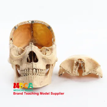 1:2 Lifesize Craniu Uman Model de Adevărată culori Medicale, echipamente de predare 15 Părți Anatomice Anatomie Scheletul Model