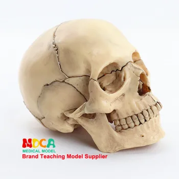 1:2 Lifesize Craniu Uman Model de Adevărată culori Medicale, echipamente de predare 15 Părți Anatomice Anatomie Scheletul Model
