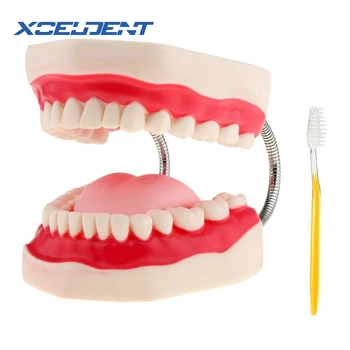 1buc Dentare Dinții de Adult Model de 6 Ori Oral Modele Dintele Cu Limba Pentru Copil de Grădiniță mai Devreme de Predare Studiu de Îngrijire a Sănătății
