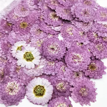 2018 Mici Purple Daisy Floare Presată Pentru Lumânare Material DIY Transport Gratuit 100buc