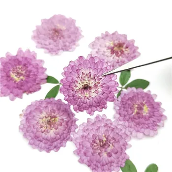 2018 Mici Purple Daisy Floare Presată Pentru Lumânare Material DIY Transport Gratuit 100buc