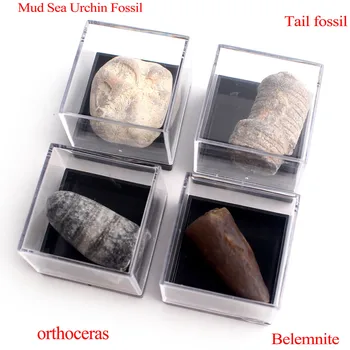 20buc Naturale de Animale Fosile Cu Cutie Minerale-Specimen Biologie Geografie Predare de Colectare a Probei de Piatră Rock Mini Drăguț Decor