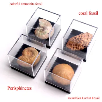 20buc Naturale de Animale Fosile Cu Cutie Minerale-Specimen Biologie Geografie Predare de Colectare a Probei de Piatră Rock Mini Drăguț Decor