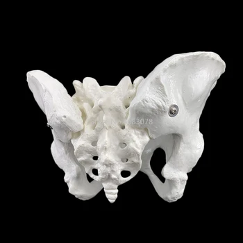 24.5x16x13cm de sex Feminin anatomia pelvisului pelviene scheletul gâtului anatomic Anatomia Craniului Sculptura Cap de corp model