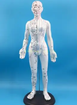50/48cm Full piele alb bărbați și femei model uman Uman meridian modelul medicina tradițională Chineză punct de Acupunctura model