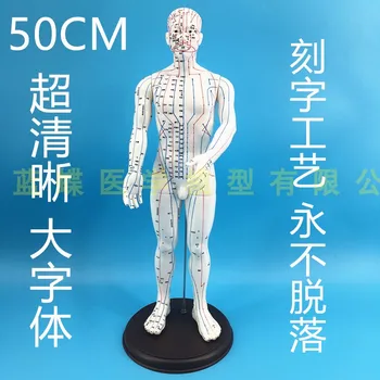 50/48cm Full piele alb bărbați și femei model uman Uman meridian modelul medicina tradițională Chineză punct de Acupunctura model