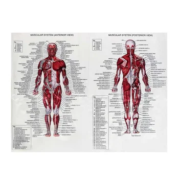 60cm*80cm Sistemul Muscular Postere Pânză de Mătase Anatomie Graficul Corpul Uman Școală Știința Medicală Rechizite Decor Acasă