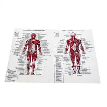 60cm*80cm Sistemul Muscular Postere Pânză de Mătase Anatomie Graficul Corpul Uman Școală Știința Medicală Rechizite Decor Acasă
