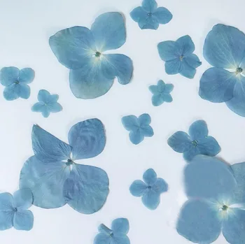 60pcs Apăsat Albastru Seria Uscate Hydrangea Macrophylla Plante cu Flori Ierbar Pentru Bijuterii Caz de Telefon Marcaj Face DIY