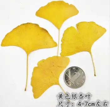 60pcs Presate Uscat din frunze de Ginkgo Plante cu Flori Ierbar Pentru a Face Bijuterii carte Poștală Cadru Caz de Telefon Ambarcațiuni DIY