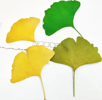 60pcs Presate Uscat din frunze de Ginkgo Plante cu Flori Ierbar Pentru a Face Bijuterii carte Poștală Cadru Caz de Telefon Ambarcațiuni DIY