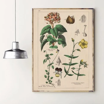 Botanică Colectare VintageCanvas Pictura Ierburi 1898s rusă Postere si Printuri de Arta de Perete Imaginile pentru Camera de zi Decor Acasă