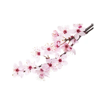 Cherry blossom ulei esențial AKARZ Brand de Top organismului fata de îngrijire a pielii, spa mesaj de parfum lampa de Aromoterapie Cherry blossom ulei