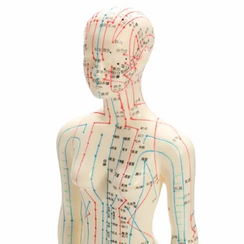 Corpul uman Acupunctura Model Feminin Meridianele Model Grafic Carte Bază 48cm
