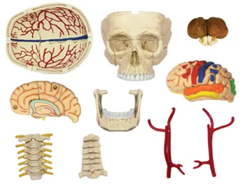 Craniul 4d master Asamblarea puzzle jucărie corpul uman organe anatomice modelul medical modelul de predare