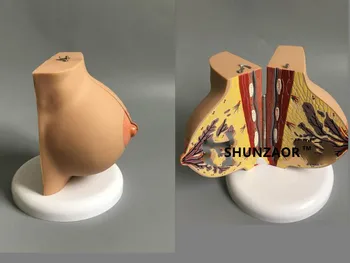 De sex feminin Staționare de Sân în Stadiu Model de Frumusete Ginecologice Anatomie modelul medical, instrumente de predare