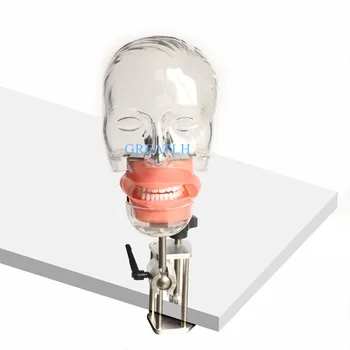 Dentare simplu Model de Cap Dentare Nissin manechinului phantom model de cap de dentist practica de predare simulator model