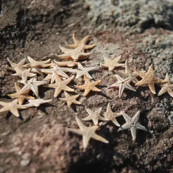 Despre 100buc Naturale steaua de mare Seashell Beach Ambarcațiuni Naturale Stele de Mare DIY Nunta pe Plaja Meserii Decor Decor Acasă de 0,5-3cm