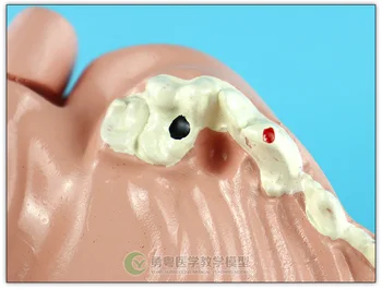 Dinți De Câine Patologiei Dentare Model Canin Oral Model Animal Anatomie Predare Model Demonstrativ