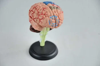 DongYun brand 4D creierul Construiește modelul Medical schelet material didactic
