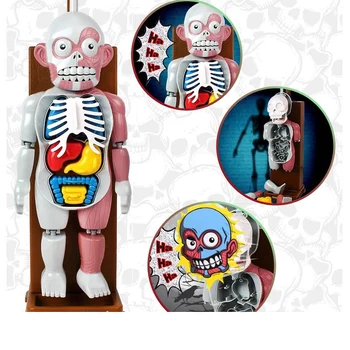 Halloween Complicat Glumă Jucărie Noutate schelet de Simulare Organe Umane 3D Puzzle-uri Asamblate Înfricoșător Corpul Uman Jucarii Model