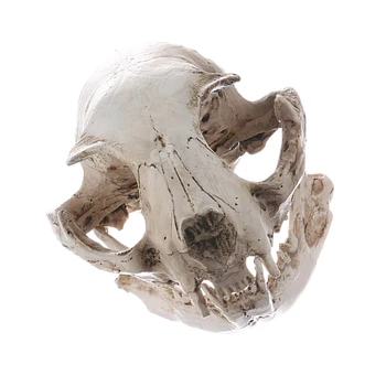 MagiDeal Cat Craniu Replica Medicale De Predare Schelet Model De Colectie, Decor