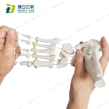 Mai recentă consumabile medicale si echipamente, dimensiunea de Viață picior uman anatomie scheletul model pentru medicale și arta de predare