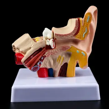 Medicale recuzită model de 1,5 Ori Dimensiunea de Viață Urechea Umană Anatomie Model OrganMedical Predare Consumabile Profesionale