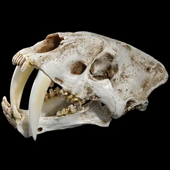 [MGT] 1:1 American Animale Antice Saber Tooth Cat Tigru Craniu Sabertooth Smilodon Fatalis Specimen Model Animal Model de Schelet