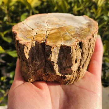 Naturale, Lemn Pietrificat Fosili Cristal Lustruit Felie Minerale-Specimen De Lemn Fosil Forfetare Sta Cadou