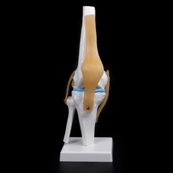 Omului Anatomică A Articulației Genunchiului Flexibil Model De Schelet Medicale, Ajutor De Învățare Anatomie