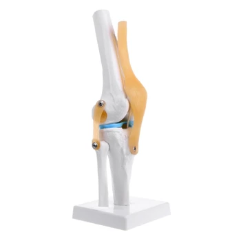 Omului Anatomică A Articulației Genunchiului Flexibil Model De Schelet Medicale, Ajutor De Învățare Anatomie