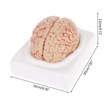 PVC Demontat Anatomice a Creierului Model special pentru Anatomia Instrument de Predare