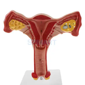 PVC Simulare 1:1 Uman de sex Feminin Uter Ovar trompe Uterine Model de Studiu Anatomic de Afișare pentru Școală Instrument de Predare Laborator de Aprovizionare