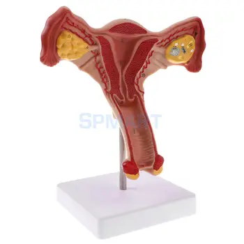 PVC Simulare 1:1 Uman de sex Feminin Uter Ovar trompe Uterine Model de Studiu Anatomic de Afișare pentru Școală Instrument de Predare Laborator de Aprovizionare