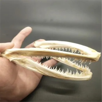 Real Craniu De Animal Specimen Craniu De Pește Din Gura Peștelui De Oase De Craniu Specimen Taxidermie Colecție De Studiu Acasă Decor Bar Ornamente