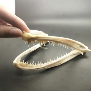 Real Craniu De Animal Specimen Craniu De Pește Din Gura Peștelui De Oase De Craniu Specimen Taxidermie Colecție De Studiu Acasă Decor Bar Ornamente