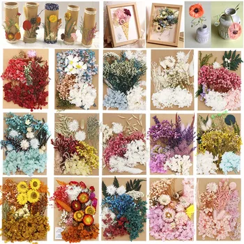 Real flori uscate pentru decoratiuni Nunta, Ziua de nastere Decorare DIY Cadru față-Verso de Sticla Cadru Desktop Ornamente