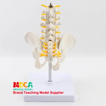 Reducerea omului.pelvis centura cinci lombare model Departamentul de ortopedie coloanei vertebrale model de fitness display MGP002